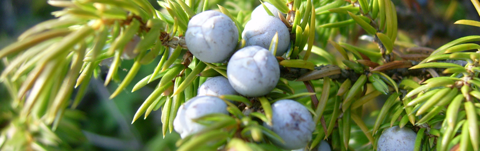 Tervetuloa Marjutin sivuille